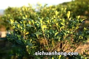 成语茶叶秋什么