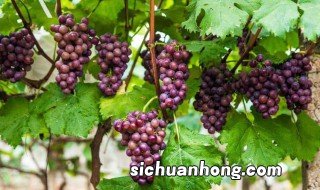栽植葡萄的方法 如何栽植葡萄