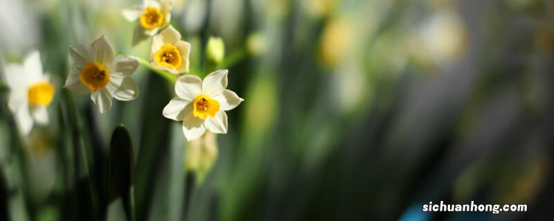 水仙花的生长变化情况要生长高度 水仙花的生长变化情况