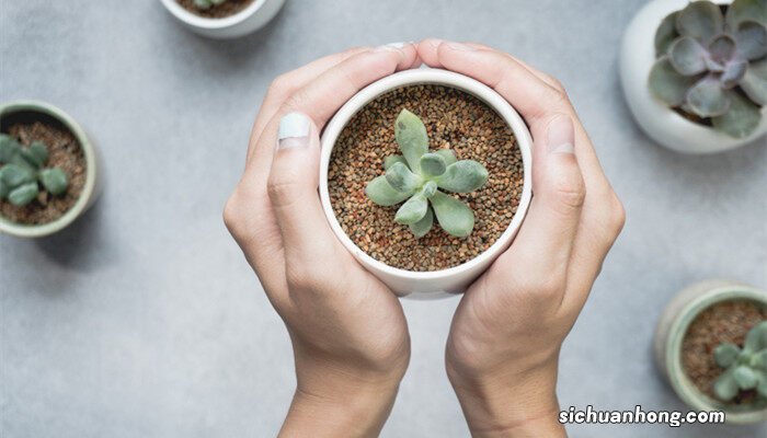 种子萌发的过程分为哪三个阶段