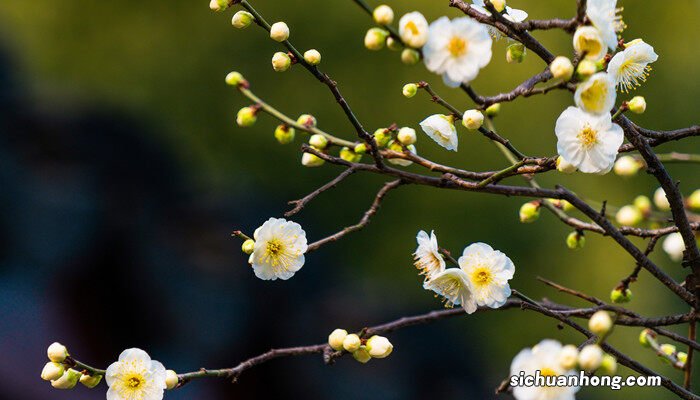 南京的市花是什么花 南京的市花是什么