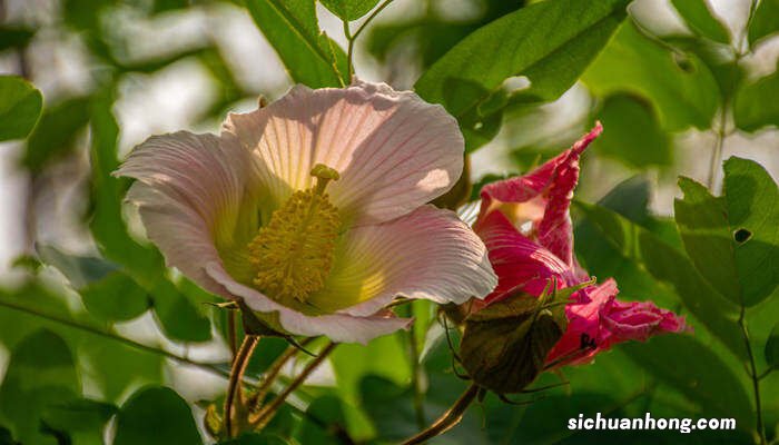 成都的市花是什么花 成都的市花是什么