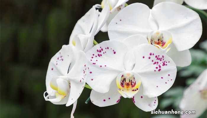 蝴蝶兰的花语是什么意思 蝴蝶兰的花语是什么