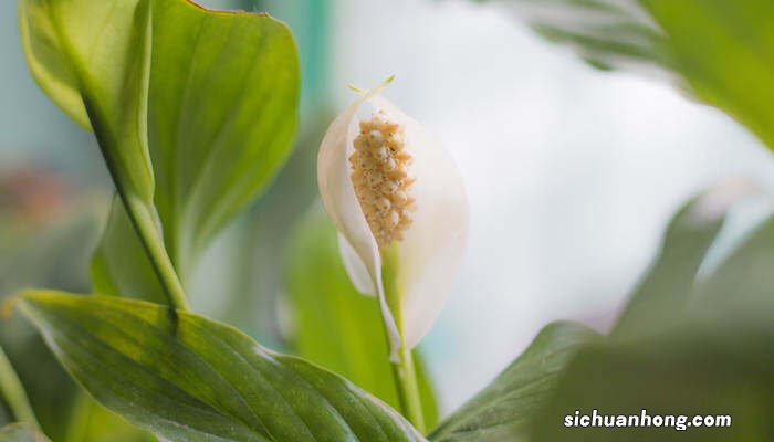 一帆风顺花有毒吗能在室内摆放吗 一帆风顺花有毒吗