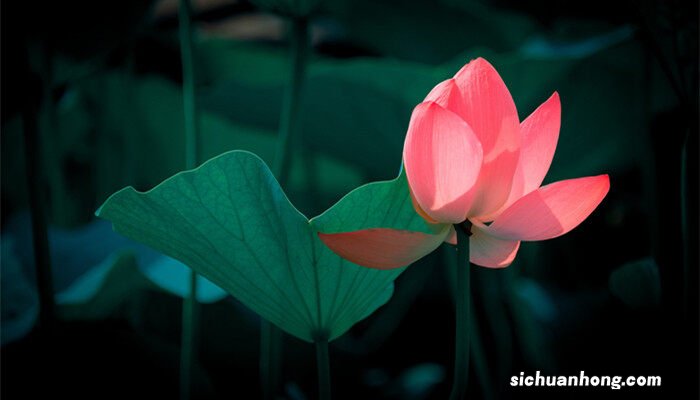 三种最旺家的花 家里为什么不能养荷花