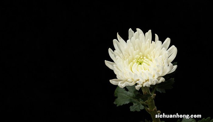 一般给死人送什么花 死人送什么花