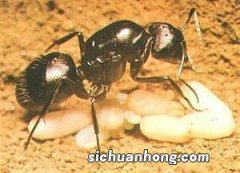 蚂蚁蛋是什么东西