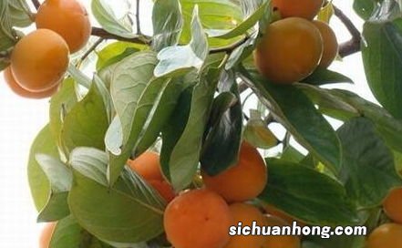 吃什么水果有助于活血