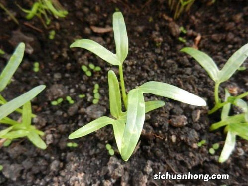 空心菜生长期多久