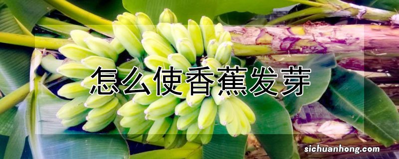 怎么使香蕉发芽