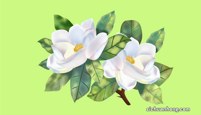 栀子花能放卧室里养吗风水好吗 栀子花能放卧室里养吗