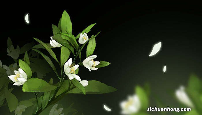 栀子花能放卧室里养吗风水好吗 栀子花能放卧室里养吗