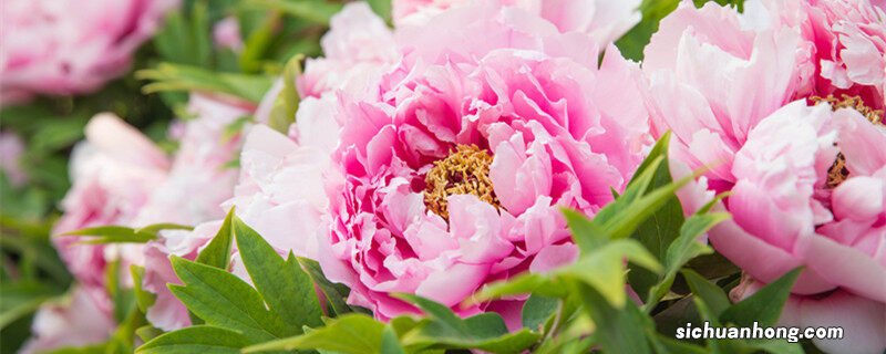 月季花是什么季节开的花 月季花是什么季节开的