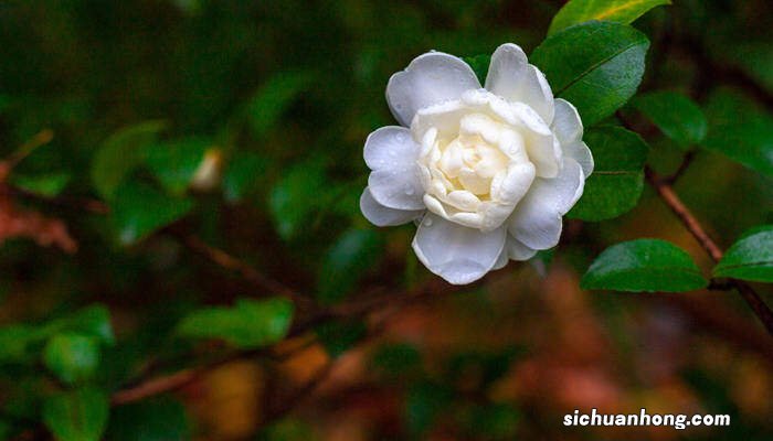 昆明市花是什么花,象征什么 昆明市花是什么