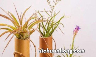 空气凤梨饲养方法 怎么饲养凤梨
