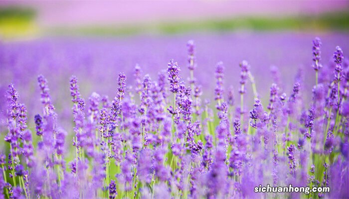 夏天养那些植物可以驱蚊吗 夏天养那些植物可以驱蚊