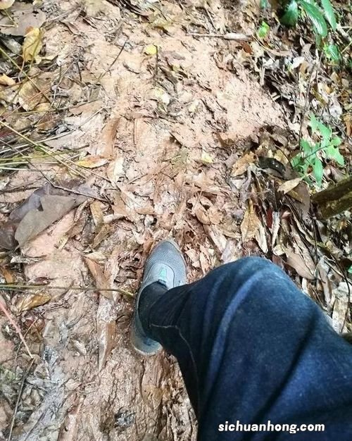 古树茶吃了有什么功效