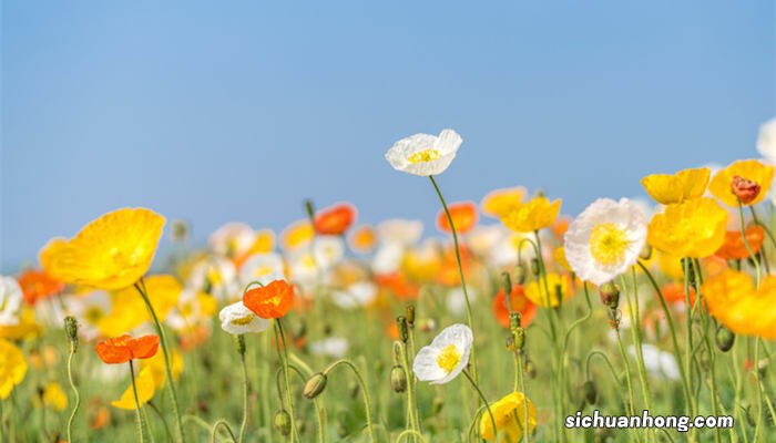 虞美人是什么花? 虞美人是什么花