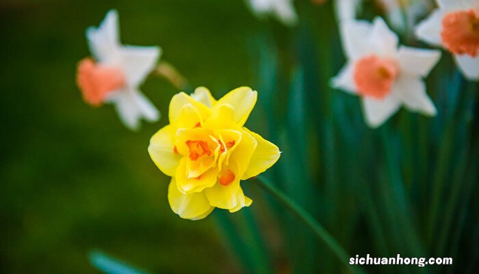 水养水仙花开完花后怎么处理 水仙花开完花后怎么处理