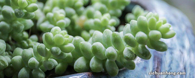 多肉徒长了怎么控回来 徒长的多肉怎么处理