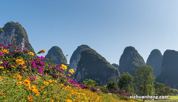 黄秋英的养殖方法和注意事项是什么 黄秋英的养殖方法和注意事项