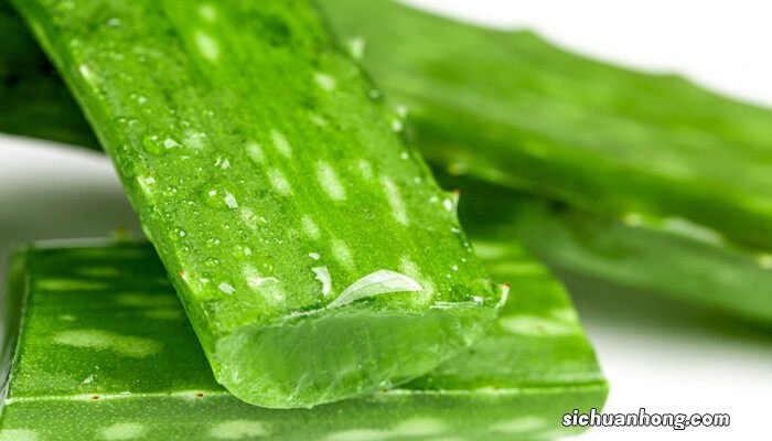 芦荟能放在客厅吗? 芦荟能放在客厅吗