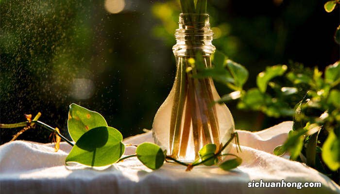 绿萝吸甲醛吗是真的吗 绿萝吸甲醛吗