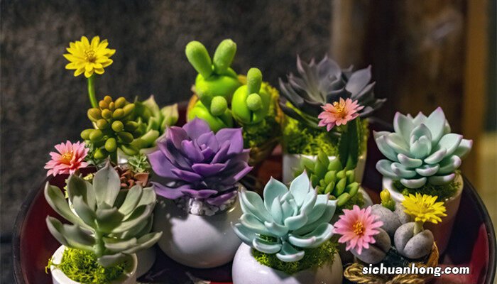 多肉的特点有哪些作文 多肉的特点有哪些