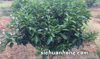 柑桔剪枝方法 柑桔剪枝的简单方法