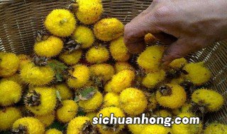 刺梨修枝方法 刺梨修枝方法简述