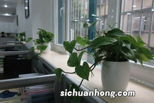 茶室里摆放什么植物