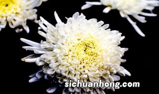 菊花是什么颜色的 菊花颜色简述