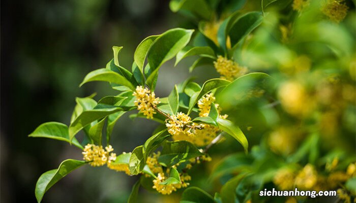 家里为什么不能种桂花树 家里为什么不能种桂花