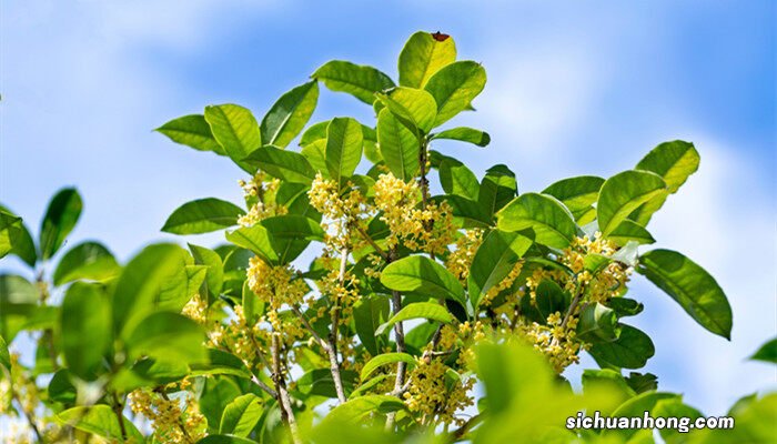 家里为什么不能种桂花树 家里为什么不能种桂花