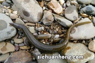 泥鳅跟什么食物相克