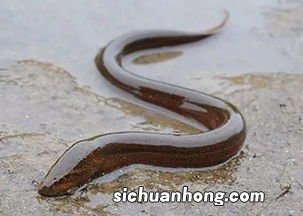 为什么黄鳝泥鳅壮阳