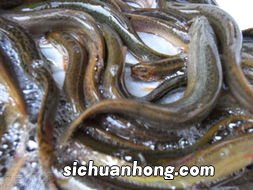 为什么黄鳝泥鳅壮阳