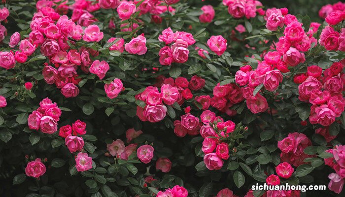 南阳月季花开花时间 月季花开花时间