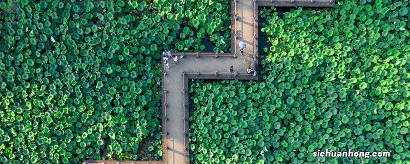 水葫芦的天敌有哪些动物 水葫芦的天敌有哪些