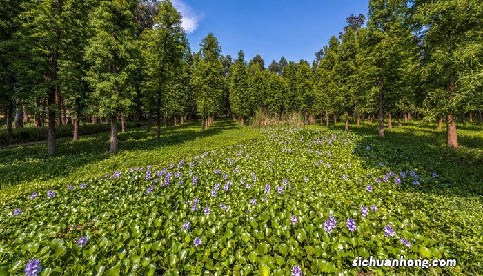 水葫芦的天敌有哪些动物 水葫芦的天敌有哪些