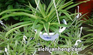 喜阴植物有哪些 喜阴植物介绍