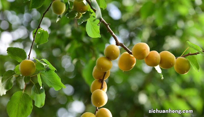 杏树种植的方法和技巧视频 杏树种植的方法和技巧