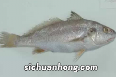 柠檬水的功效有哪些?每天喝柠檬水有什么好处?
