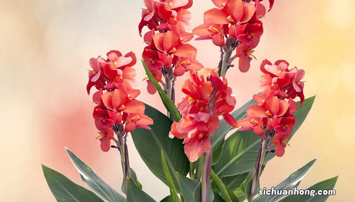 美人蕉是什么季节开的花 美人蕉是什么季节开的