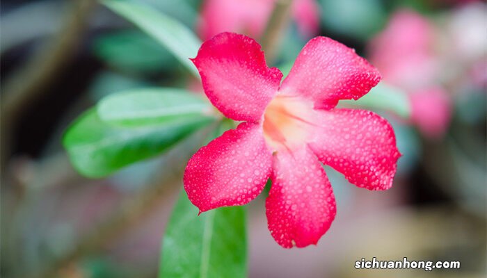 沙漠玫瑰的养殖方法和注意事项 沙漠玫瑰的养殖方法