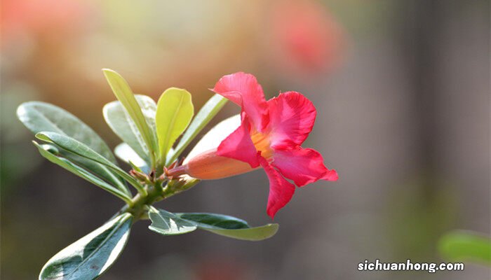 沙漠玫瑰的养殖方法和注意事项 沙漠玫瑰的养殖方法