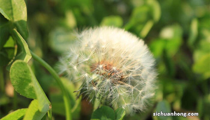 蒲公英是裸子植物还是被子植物