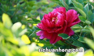 牡丹什么时候开 牡丹一般什么时候开花