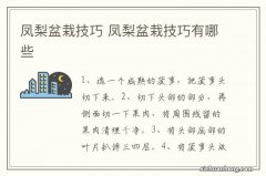 凤梨盆栽技巧 凤梨盆栽技巧有哪些