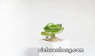 盆栽小植物方法 怎样移植盆栽小植物